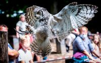 falknerei bergisch land eulen flugshow