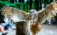 falknerei bergisch land eulen flugshow
