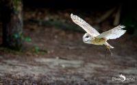 falknerei bergisch land eulen flugshow