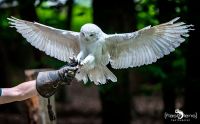 falknerei bergisch land eulen flugshow