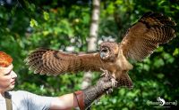 falknerei bergisch land eulen flugshow