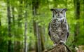 falknerei bergisch land eulen portraits