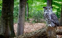 falknerei bergisch land eulen portraits