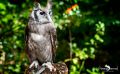 falknerei bergisch land eulen portraits
