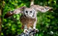 falknerei bergisch land eulen portraits