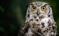 falknerei bergisch land eulen portraits