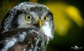falknerei bergisch land eulen portraits