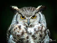 falknerei bergisch land eulen portraits