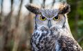 falknerei bergisch land eulen portraits