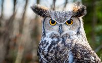 falknerei bergisch land eulen portraits