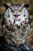 falknerei bergisch land eulen portraits