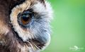 falknerei bergisch land eulen portraits