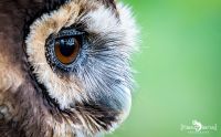 falknerei bergisch land eulen portraits