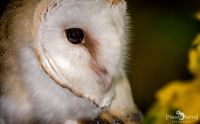 falknerei bergisch land eulen portraits