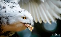 falknerei bergisch land eulen portraits