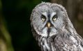 falknerei bergisch land eulen portraits