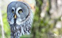 falknerei bergisch land eulen portraits