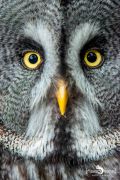 falknerei bergisch land eulen portraits