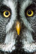 falknerei bergisch land eulen portraits