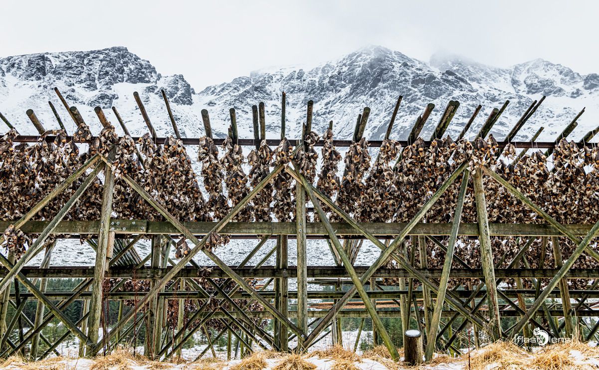 lofoten 2023