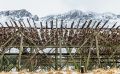 lofoten 2023