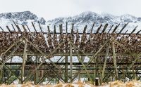 lofoten 2023