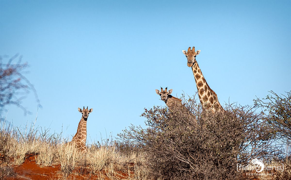 01 mariental