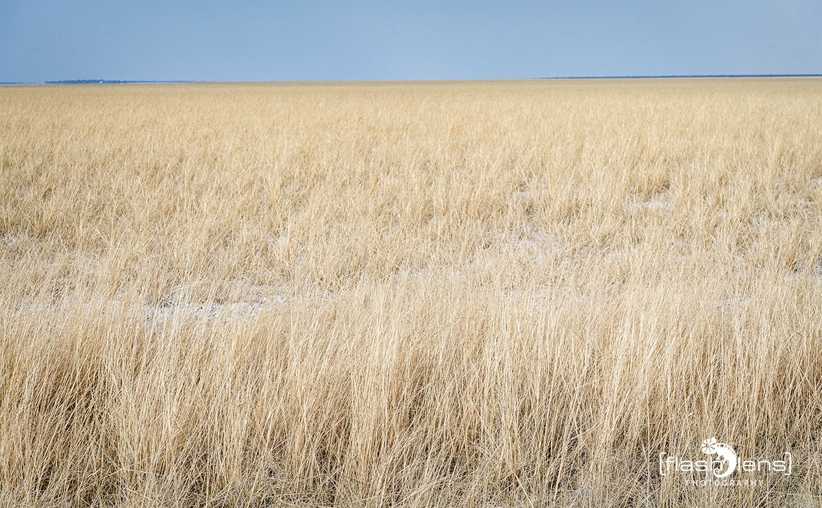 10 etosha