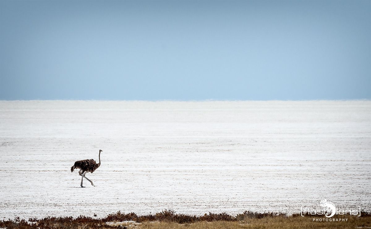 10 etosha