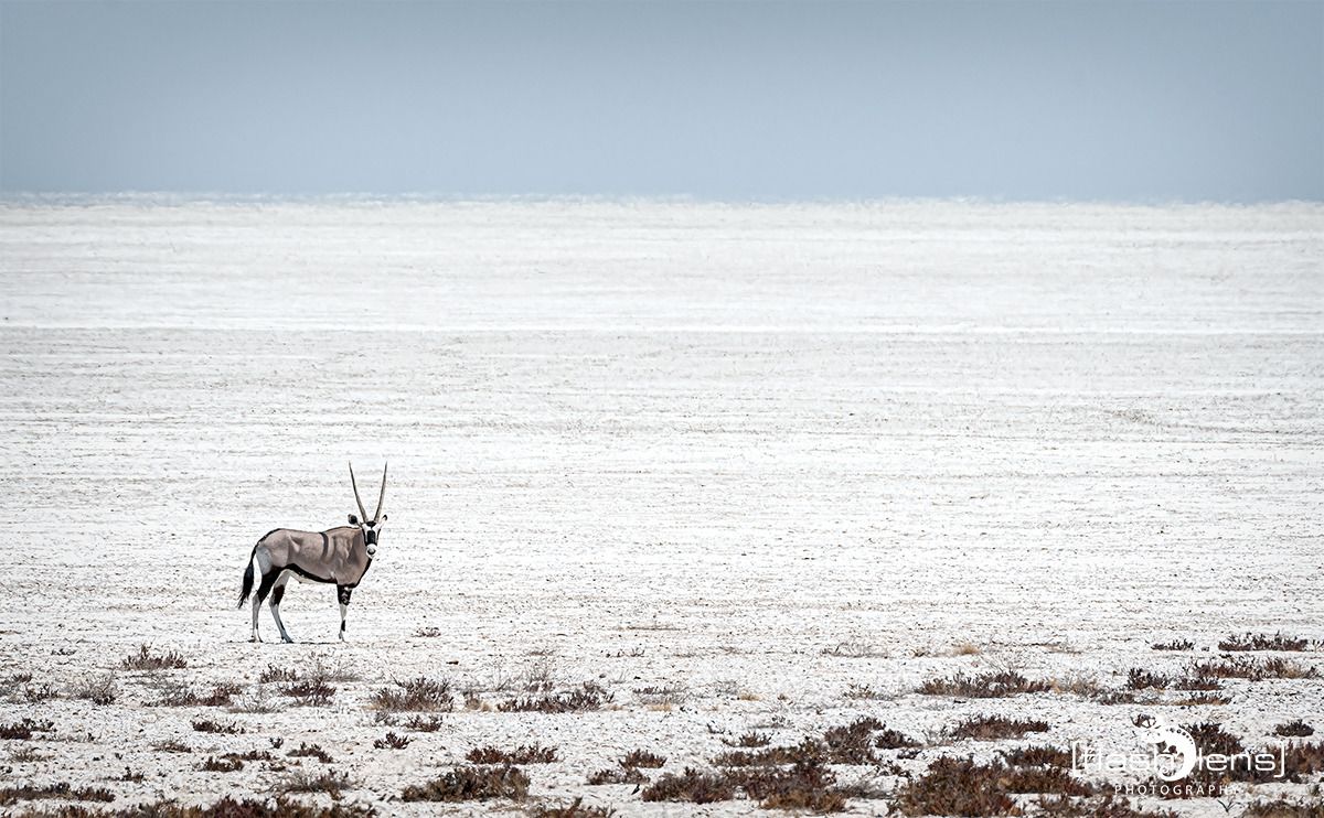 10 etosha
