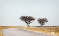 10 etosha