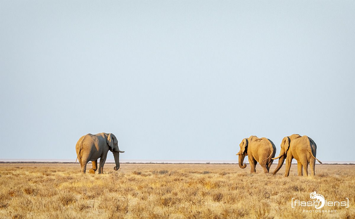 10 etosha