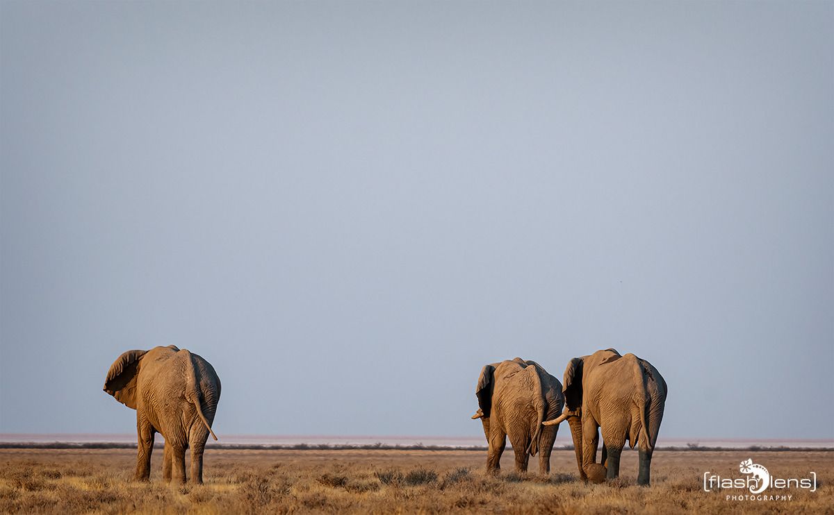 10 etosha