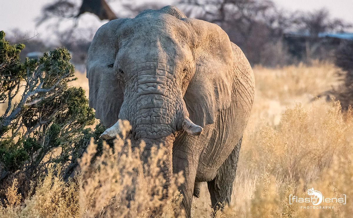 10 etosha