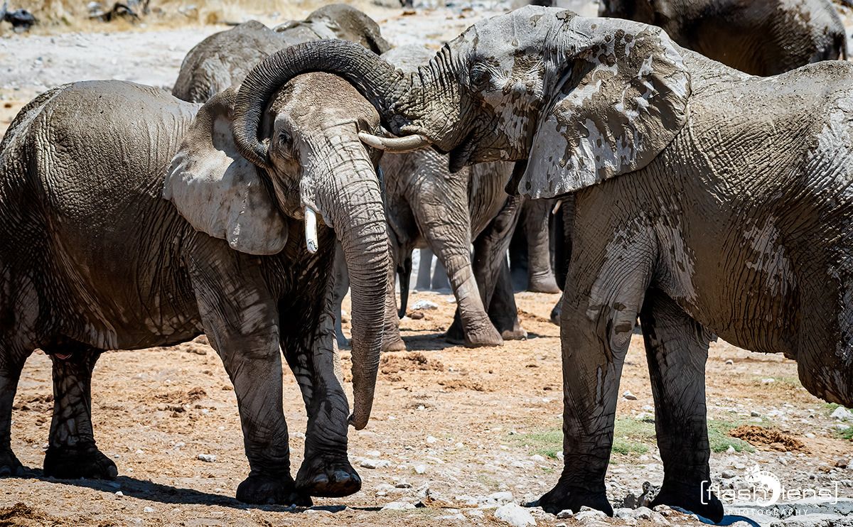 10 etosha