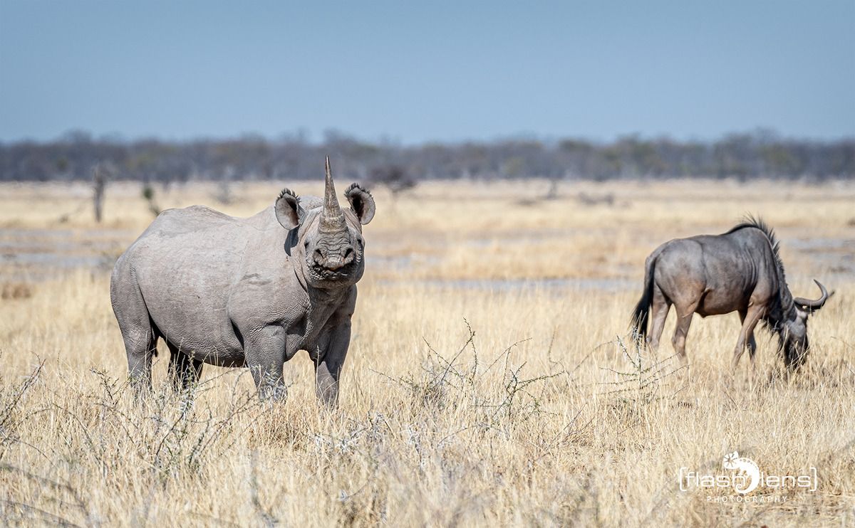10 etosha