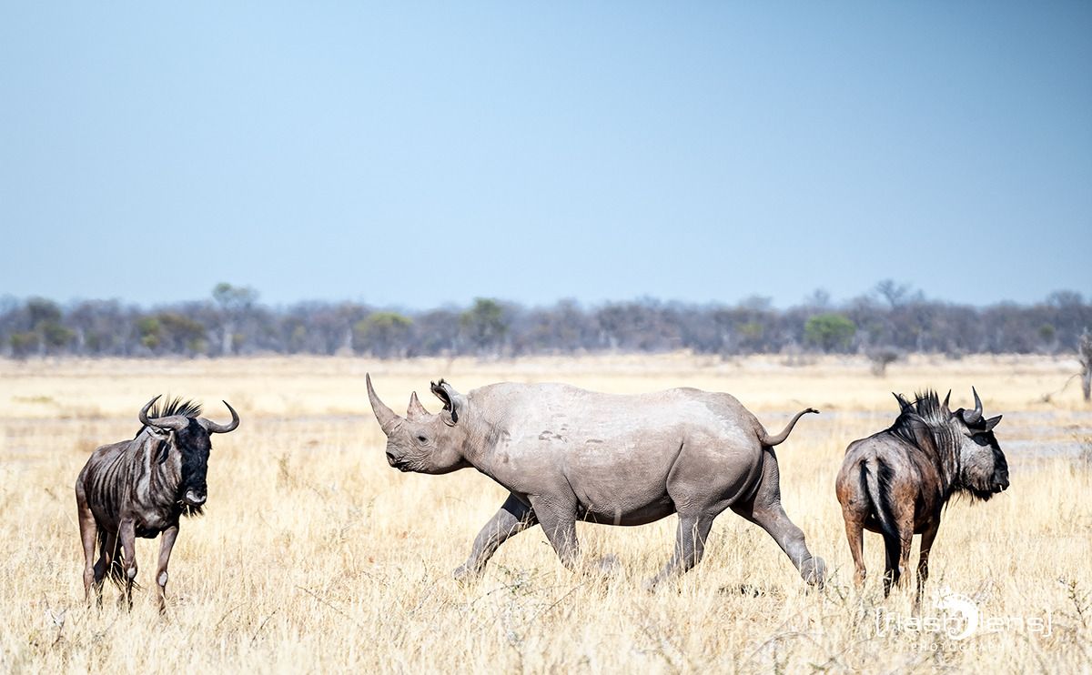 10 etosha