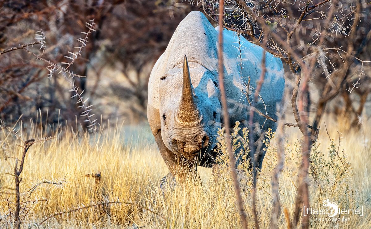 10 etosha