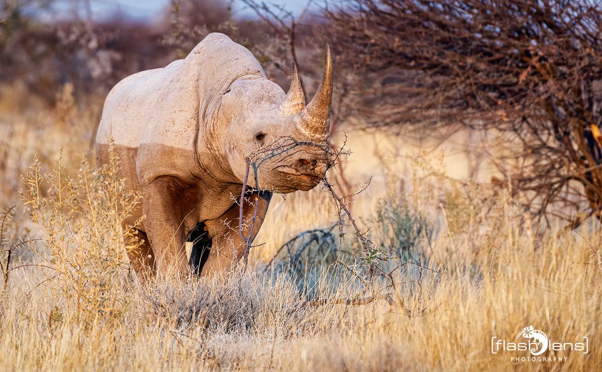 10 etosha