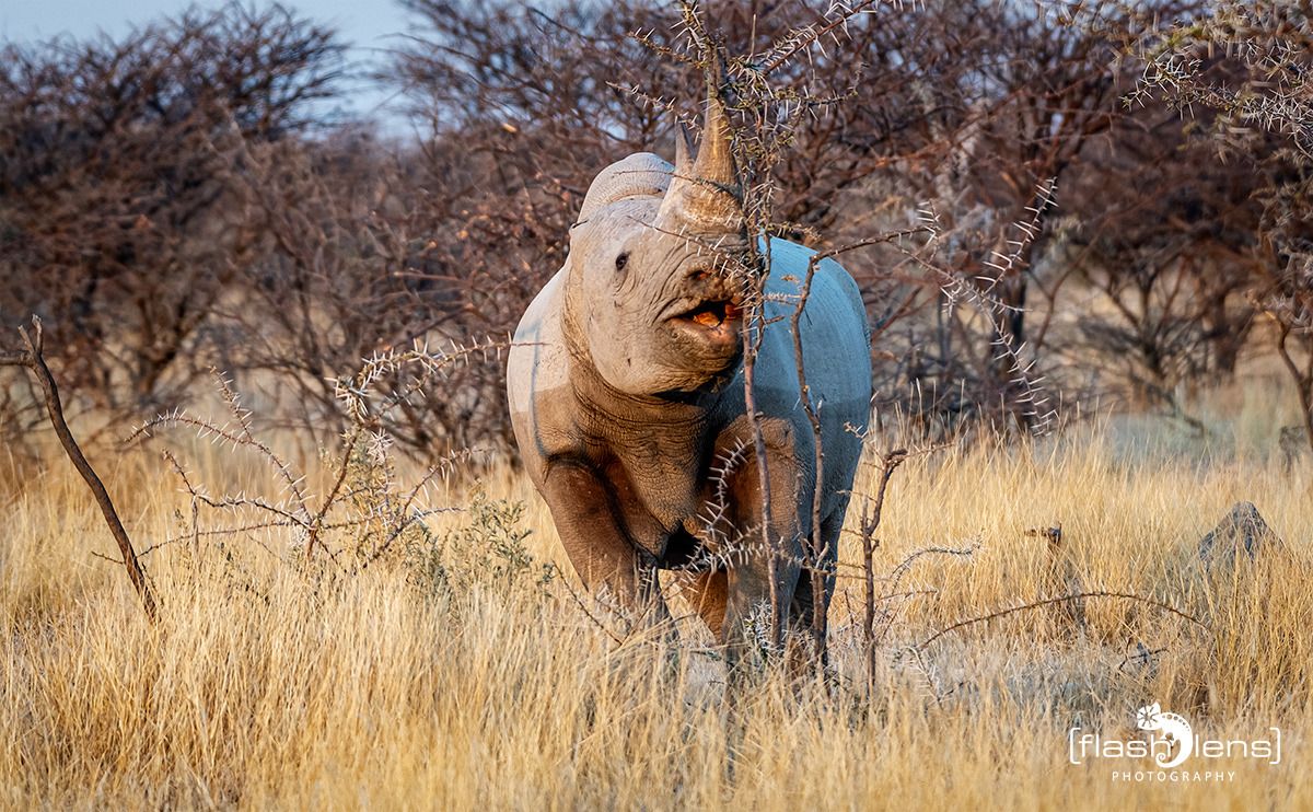 10 etosha