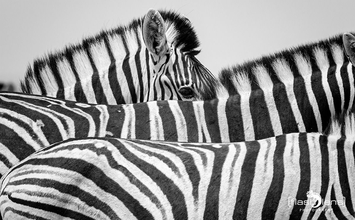 10 etosha