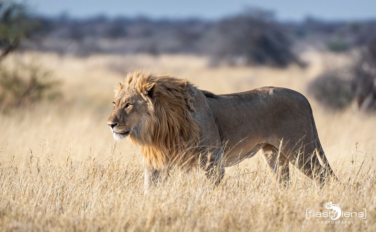 10 etosha