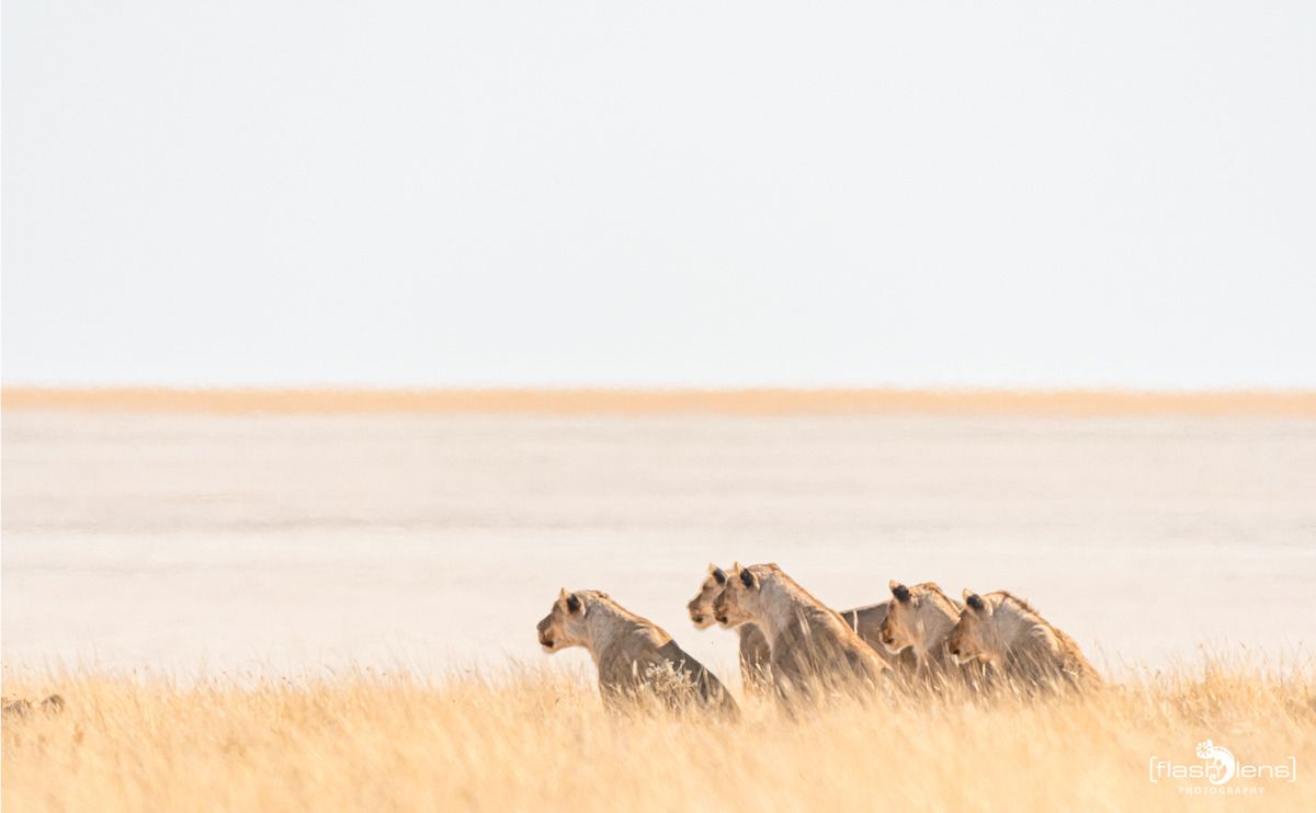 10 etosha