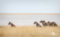 10 etosha