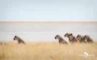 10 etosha