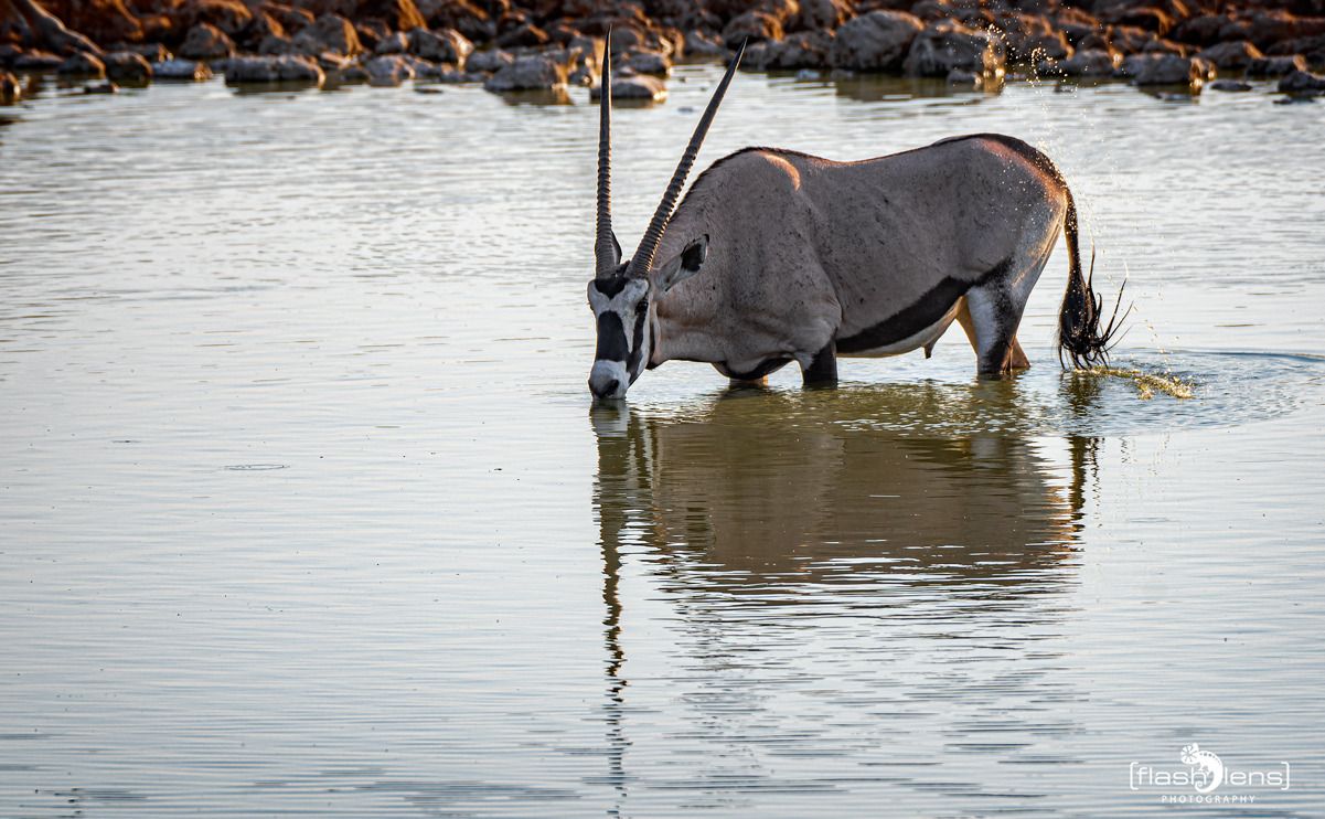 10 etosha