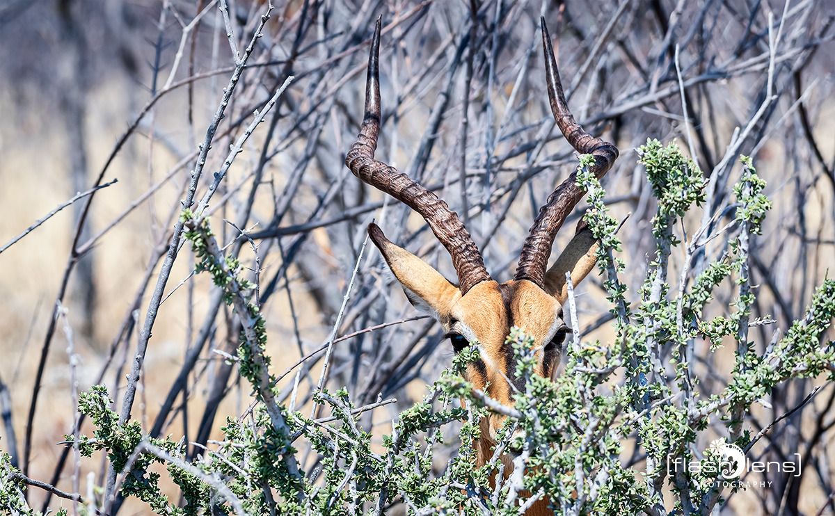 10 etosha