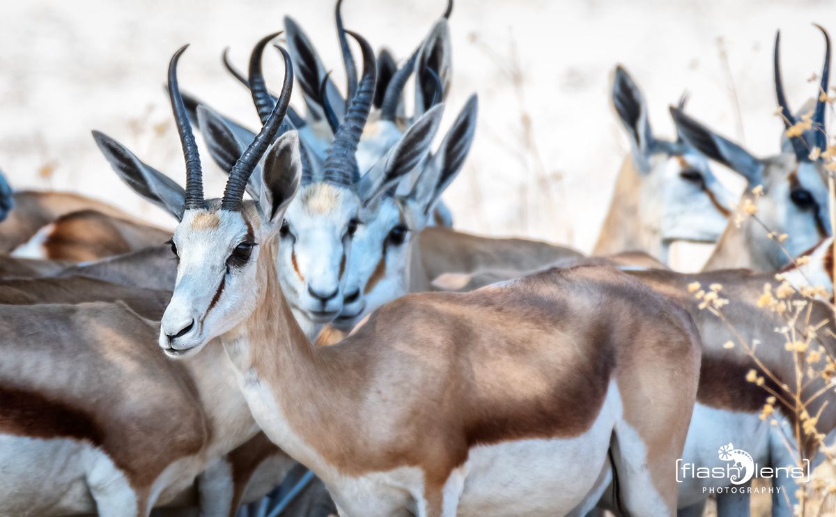 10 etosha