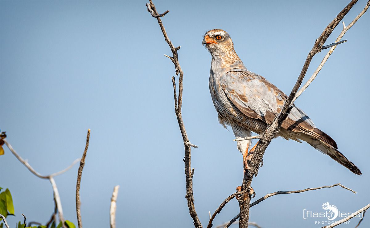 10 etosha