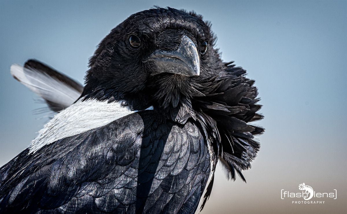 10 etosha
